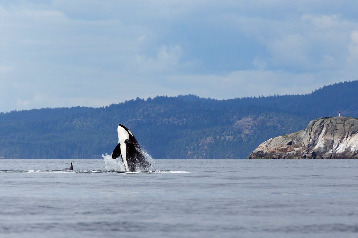 WeAreTeachers's tweet photo. Definitely taking my class on this virtual field trip! We'll get to see orcas, bears, eagles and more! 🐻 https://t.co/gbTMK582f5 #edchat https://t.co/pSvJ0SR9lk