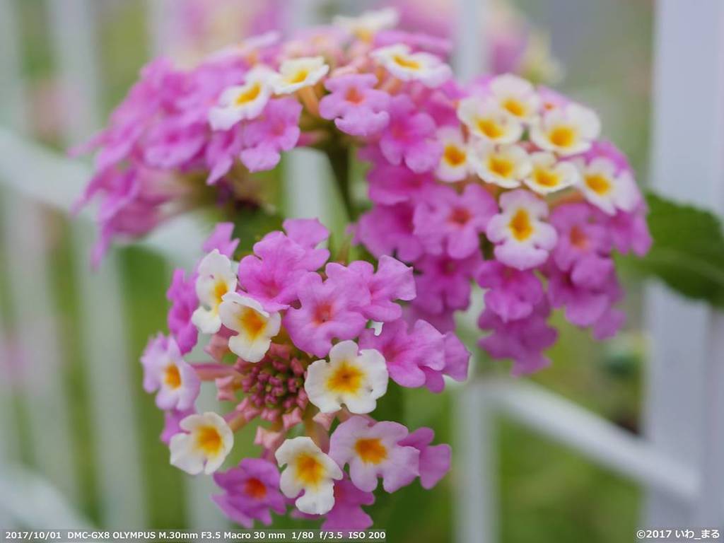 いわ まる V Twitter 花束のよう 奈良 散策中に おはようございます 名前のわからない花 小さい花ですが アップで撮ると ふんわりいい感じになりました ファインダー越しの私の世界 名前のわからない花 ピンクの花 ピンク 白 白い花 淡い 植物 光 ボケ