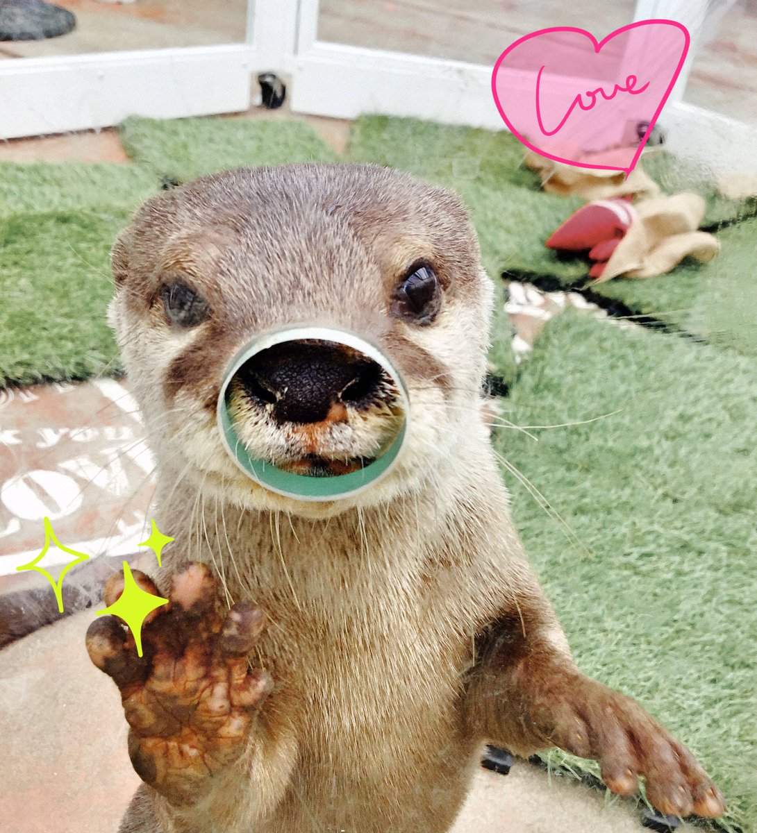 カワウソカフェ Harry原宿テラス店 Twitterissa みく 鼻にフィットするいい穴みつけた Harryテラス カワウソ コツメカワウソ ハリネズミ ハリネズミカフェ チンチラ チンチラカフェ 原宿 Harajuku ヒメハリテンレック カワウソカフェ 東京 ペット