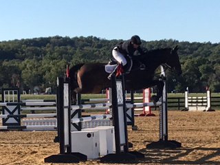 cousinssally's tweet photo. Sue, Wizard, Igor, &amp; Bear #TeamProfChoice #NunnFiner #InvictusEquestrian #RevitaVet #CountySaddles #Nutrena #DeNiroBootCo #KanTeq #Sagmae https://t.co/X5ShpXzPfR
