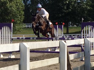cousinssally's tweet photo. Sue, Wizard, Igor, &amp; Bear #TeamProfChoice #NunnFiner #InvictusEquestrian #RevitaVet #CountySaddles #Nutrena #DeNiroBootCo #KanTeq #Sagmae https://t.co/X5ShpXzPfR