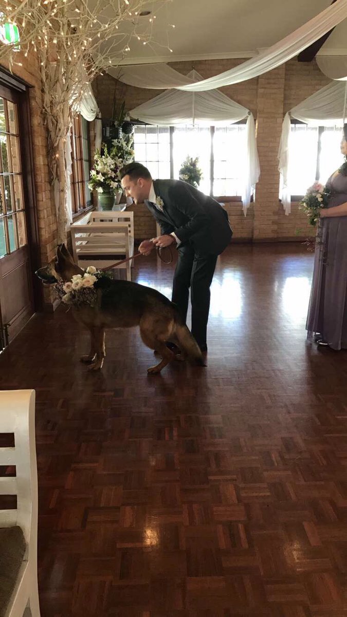 PatsPerth's tweet image. Saturday I had the privilege of assisting Ellie - the dog of honour, to her parents Brittany and Jason's wedding. Congratulations