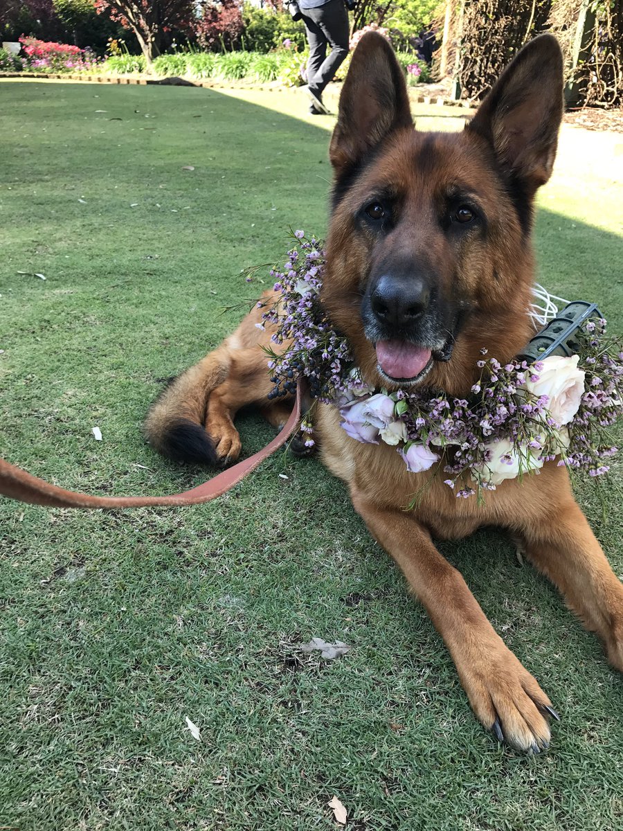 PatsPerth's tweet image. Saturday I had the privilege of assisting Ellie - the dog of honour, to her parents Brittany and Jason's wedding. Congratulations