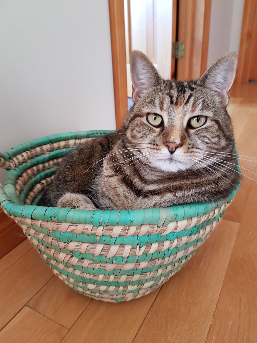 ecosparkles's tweet photo. She's my silly girl who makes me smile with all of her funny ways! 😸����😸 #kitty #cat #funnykitty #chattykitty #tabby https://t.co/CT1jshRBDU