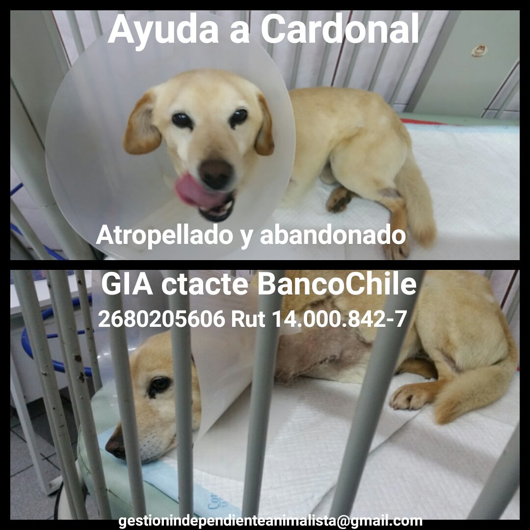 GIAnimalista's tweet photo. Caronal necesita de tu ayuda.
Deuda para costear operación y hospitalización va sobre $295.000. 1 lukita todo suma https://t.co/bm3KHlWIKT https://t.co/JFU20L6TQz