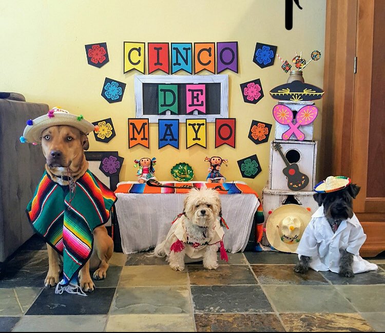 alexaareyesss's tweet photo. Every month my aunt has a photo shoot for her dogs and it’s the funniest and cutest thing ever😂 https://t.co/ATsQsgdPCI