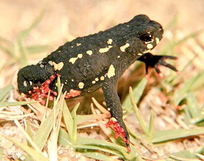 alissen_h's tweet photo. Sapito de Darwin y Ranita de Bibron amenazados por la expansión de cultivos agrícolas e ineficiencia del SNAP en Uruguay 🦎. #BioUSFQ https://t.co/bj4hK2ThMM