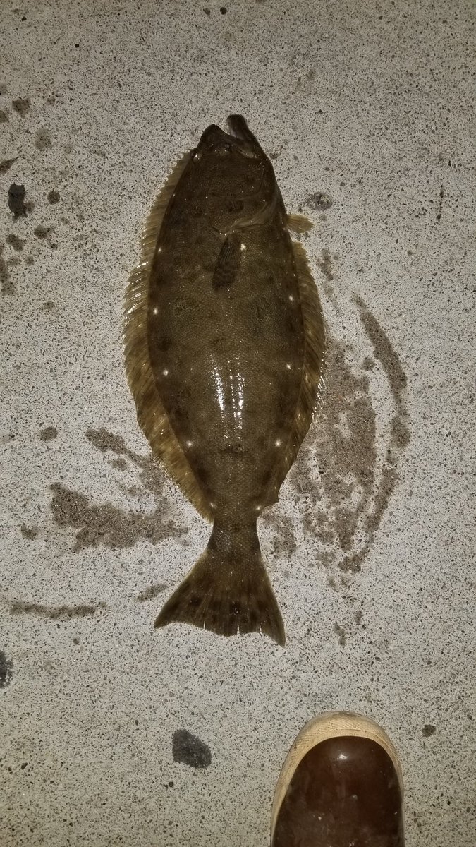arevalo_nick's tweet photo. 20" halibut today. #halibut #fishing #californiahalibut #SanDiego https://t.co/BdfxCt0q8Y