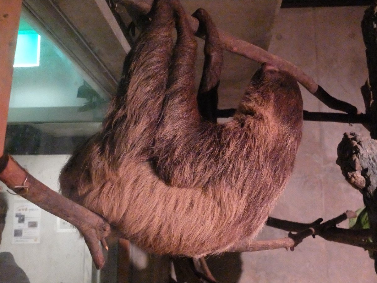 はちべえ على تويتر おとといの夜の動物園のナマケモノのビリー君 動物図鑑などのナマケモノの特徴 と普段の生活が違う あまり動かない 動くの滅茶速い 木から降りない 常に床で転がって寝てる 小食 よく食べる けど この時はナマケモノぽくいました フタユビ はちべえ على تويتر おとといの夜の動物園のナマケモノのビリー君 動物図鑑などのナマケモノの特徴 と普段の生活が違う あまり動かない 動くの滅茶速い 木から降りない 常に床で転がって寝てる 小食 よく食べる けど この時はナマケモノぽくいました フタユビ