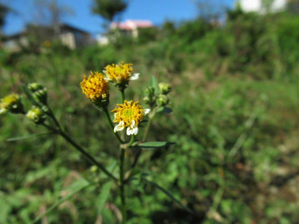 キク 科 の 雑草