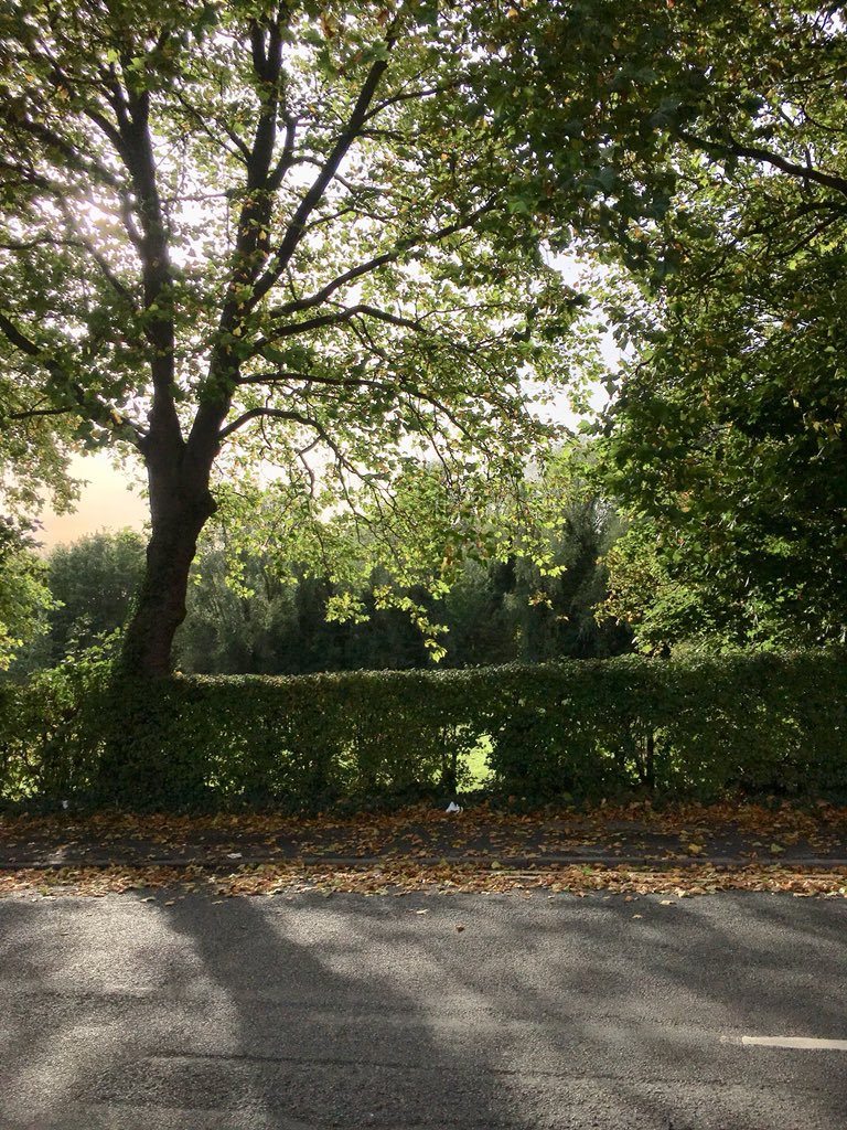 🍁🍂🌲🍃 #lincolnarboretum