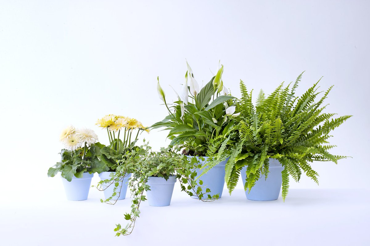 watplantendoen's tweet photo. Een nieuwe maand, een nieuwe #woonplant! Maak kennis met deze zuiver groene schoonheden! https://t.co/G2VozbIHOy #mwpd #wpvdm https://t.co/aW6WYJGC4L