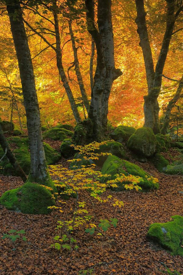 " Autumn " by Juan Pavon