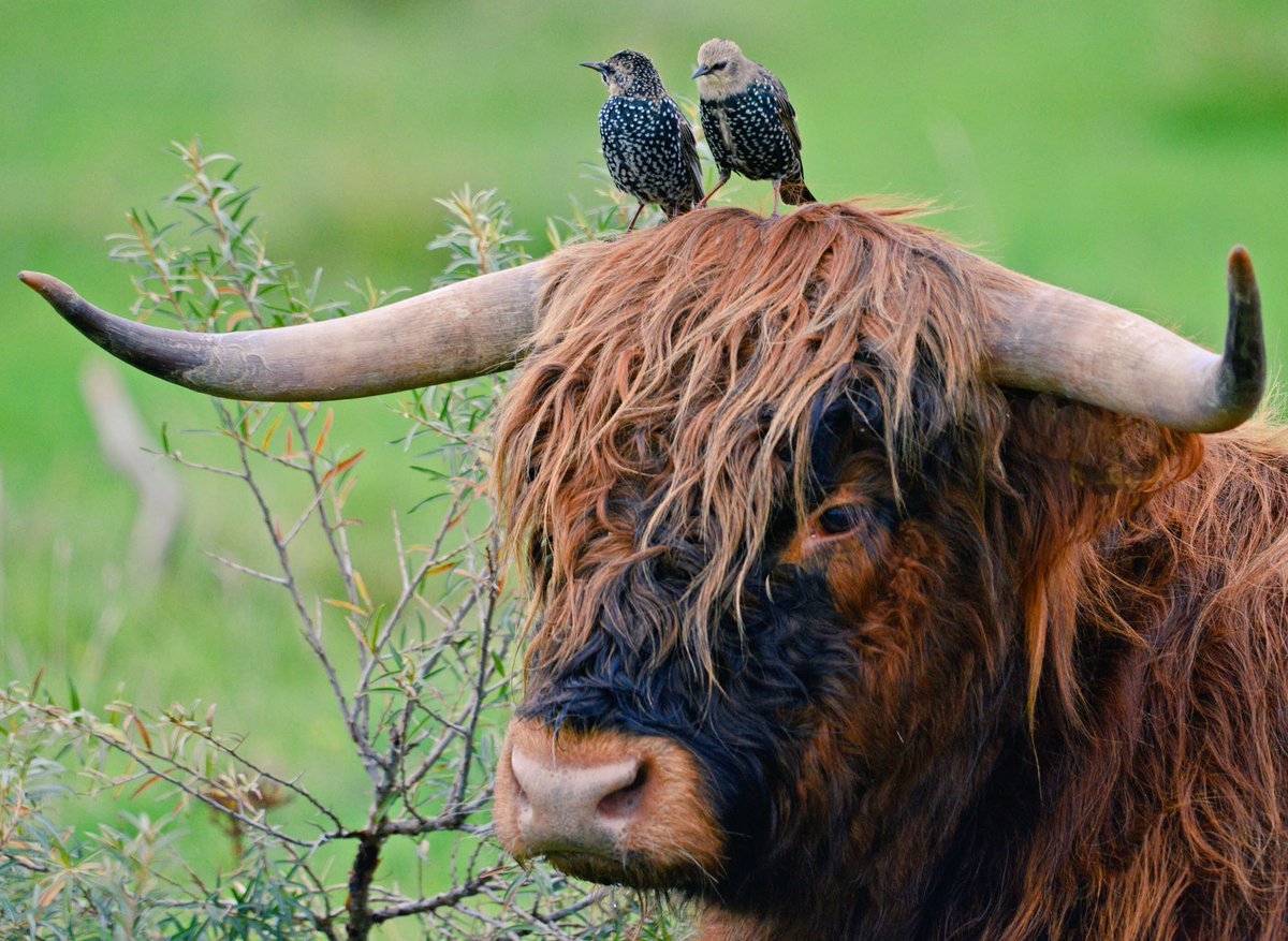 Kleine kopzorgen voor twee #spreeuwen: 'Ik heb er een hard hoofd in dat we zaterdag meegeteld zijn..' #vogelteldag <a href="/vogelnieuws/">Vogelbescherming NL</a>.