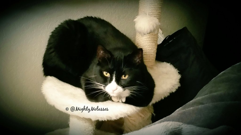 I do believe that I am ready to take on #KittyLoafMonday. How about you <a href="/AlfuscoPants/">Alfie ❤️RIPCoco😿</a>? 😚🐱