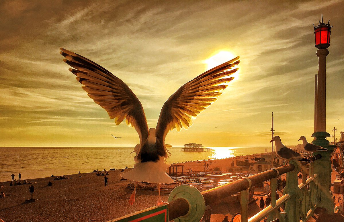 sollyleviphoto's tweet photo. #brighton #westpier #seagulls  #sunset #uk https://t.co/k93QePF6aB