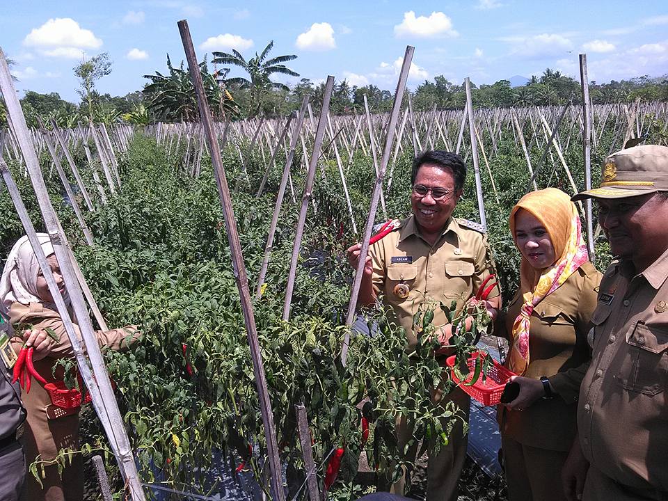 Wilayah Padangloang Kab. Pinrang, sangat berpotensi dijadikan Sentra Hortikultura. Berikut kunjungan Bupati Pinrang.