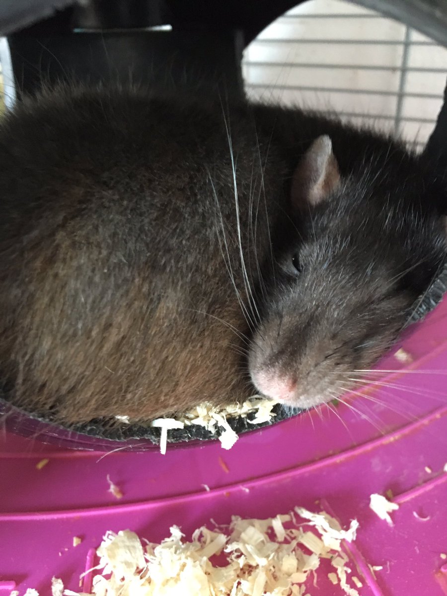 JuliesRats's tweet photo. Is Monday. Go away https://t.co/ThTCElYok5
