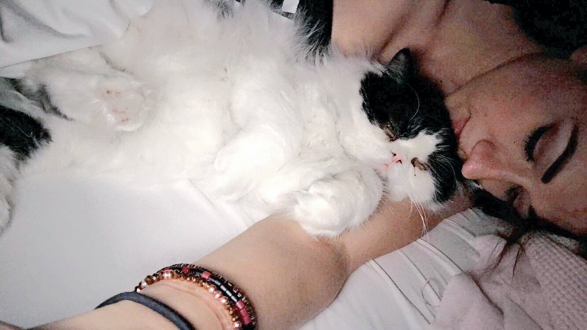 ColleenB123's tweet photo. This fat ball of fluff brings me so much joy. He always cuddles when I’m feeling down and need some extra love. He’s the best. 🐱💜😴 https://t.co/Fk3TYWfC2F