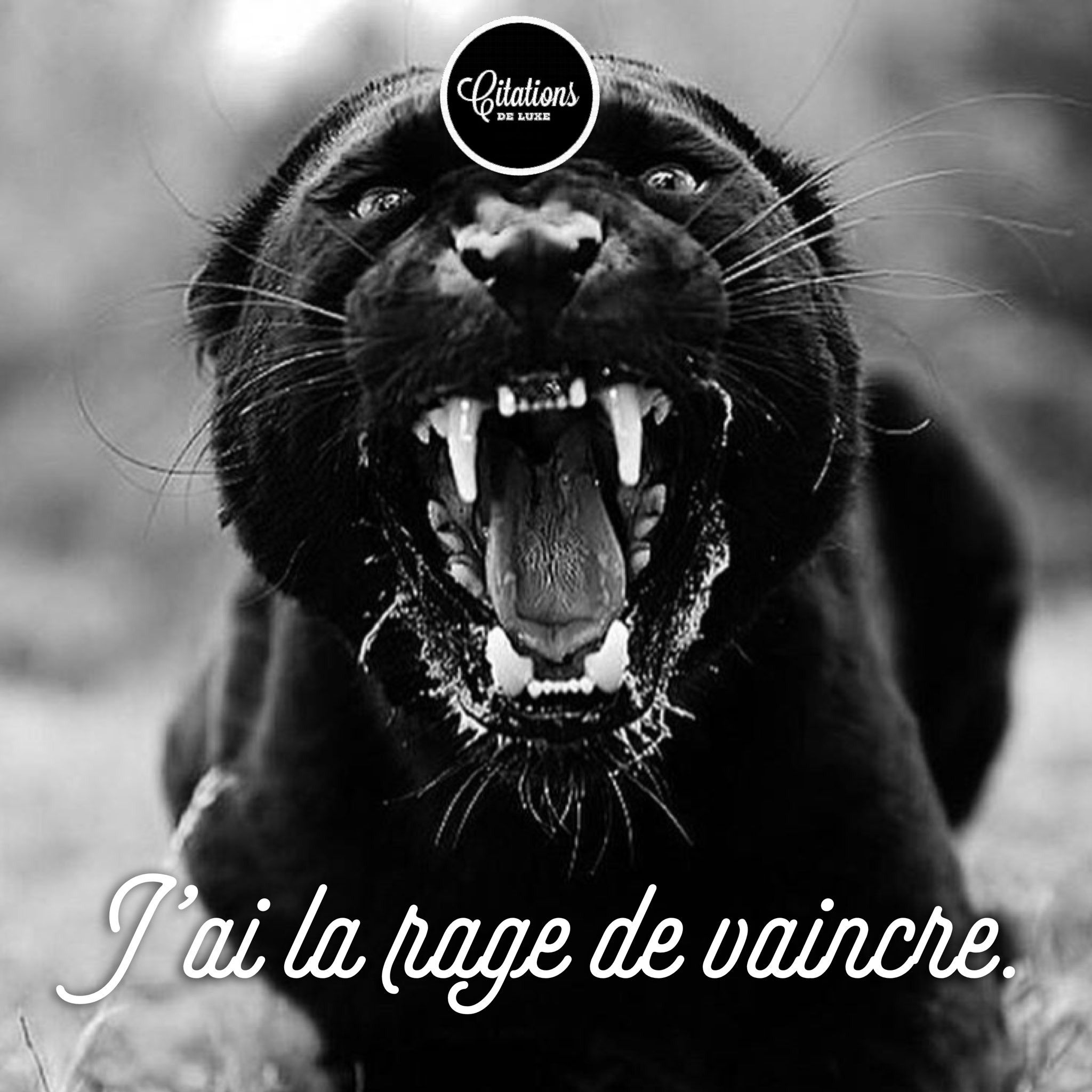 Citations De Luxe J Ai La Rage De Vaincre Citation Motivation Reussite Developpementpersonnel Coaching Ambition Jungle Succes Goal Challenge T Co Pkjvbiykgq Twitter