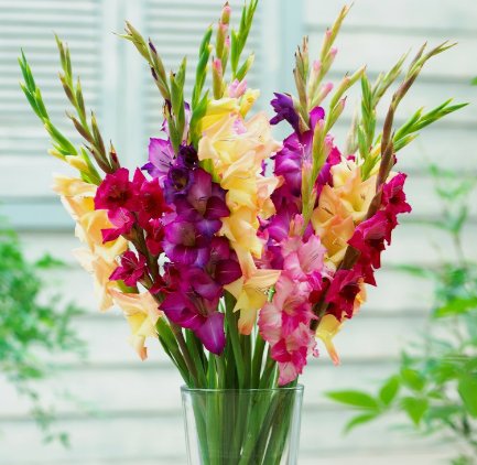 希望の花言葉 グラジオラス ラテン語の剣を意味する グラディウス が名前の由来となっている花です 葉っぱの形がフェンシングの剣に似ており 戦いに勝利する意味をもちます 花言葉は 勝利