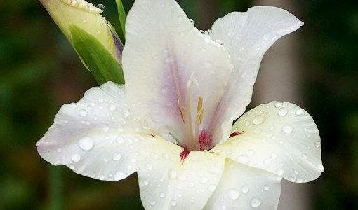 希望の花言葉 グラジオラス ラテン語の剣を意味する グラディウス が名前の由来となっている花です 葉っぱの形がフェンシングの剣に似ており 戦いに勝利する意味をもちます 花言葉は 勝利 希望の花言葉 グラジオラス ラテン語の剣を意味する グラディウス が名前の由来となっている花です 葉っぱの形がフェンシングの剣に似ており 戦いに勝利する意味をもちます 花言葉は 勝利