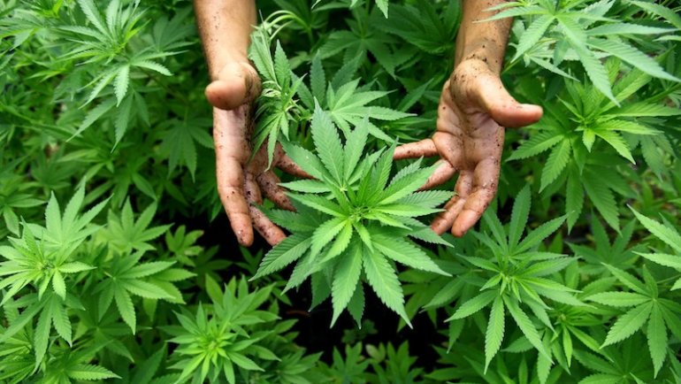 CdBalkans's tweet photo. Trafic de cannabis : «la mafia albanaise fait désormais jeu égal avec ses concurrentes italiennes» https://t.co/JKvzgMSSdy https://t.co/QqGIIRnFMl