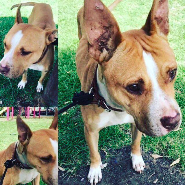 xjusticianimal's tweet photo. RT MÉXICO, PERRITO ENCONTRADO EN EL MULTIFAMILIA TLALPAN. CONTACTO CON CHOKE CORREA AL 5512324653 https://t.co/MsuP2jQcts