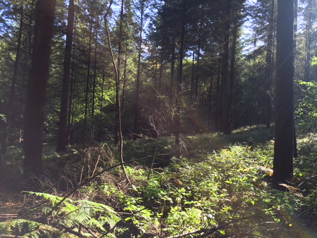 Wer morgen noch nichts vorhaben sollte: Jetzt ist beste #Pilze Sammelzeit. sh.kursportal.info/search?q=Pilze…+ #pilzesammeln #wald #herbst