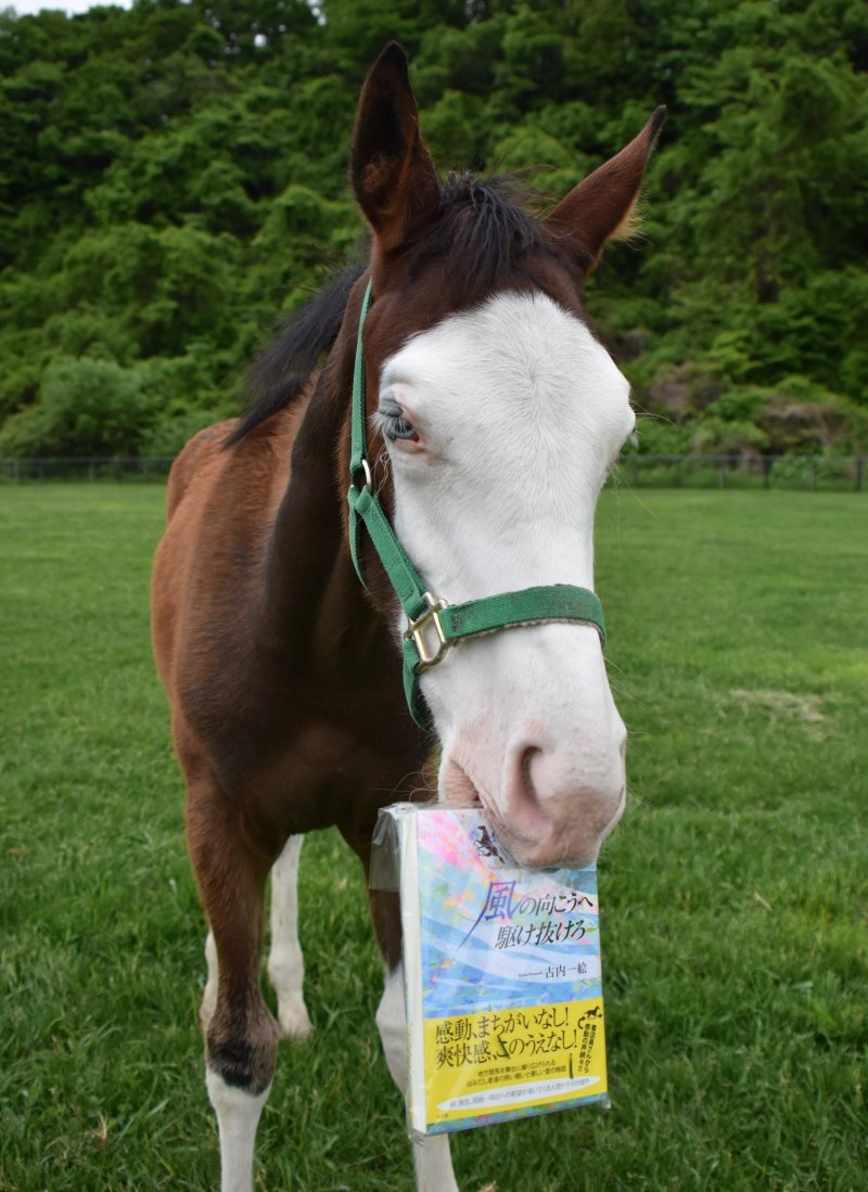 パカパカ工房 ワクチン2回接種済 בטוויטר ナイスネイチャのワイドポスターは合成ですが これはガチbite 最新の文庫版 風に向かって駆け抜けろ はサイズが小さすぎて 残念ながら咥えてくれませんでした W