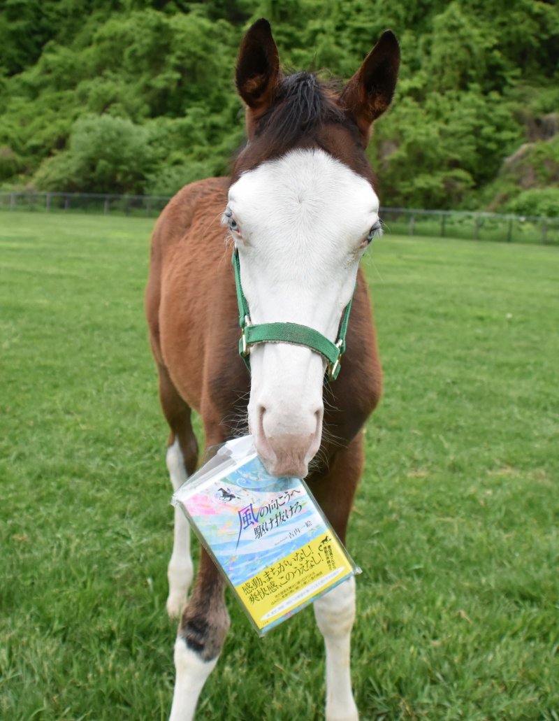 パカパカ工房 ワクチン2回接種済 בטוויטר ナイスネイチャのワイドポスターは合成ですが これはガチbite 最新の文庫版 風に向かって駆け抜けろ はサイズが小さすぎて 残念ながら咥えてくれませんでした W