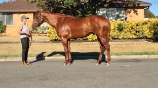 ellerslielodge's tweet photo. strips in wonderful condition ahead of Saturday @FlemingtonVRC #SPIETH #lightzout #GilgaiStakes #straightcourse https://t.co/s0R1p2KN6W