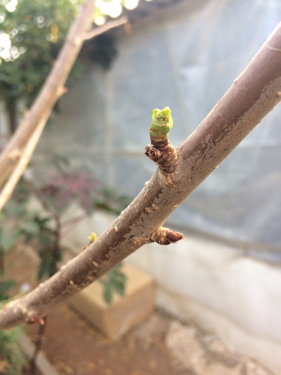 Maximo Arroyo tweet media