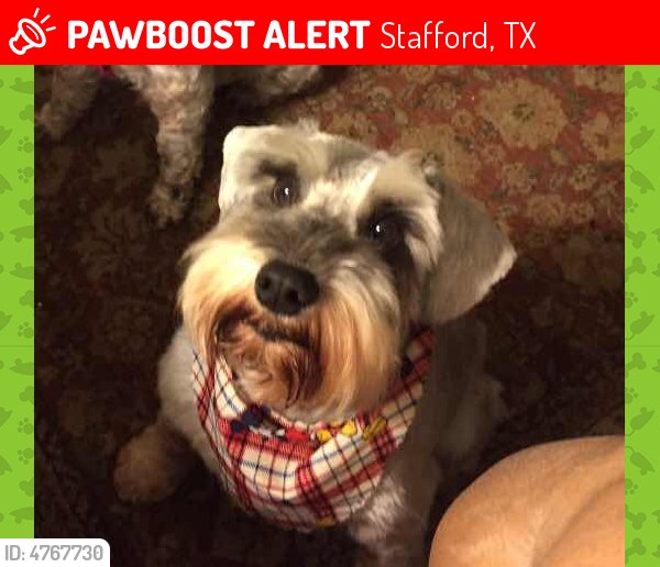 HarveyLostPets's tweet photo. Please RT! Have you seen Rocky Pantoja? #missing #lost #pet in #MeadowsPlace #TX 77477 https://t.co/VYxWq89eRt https://t.co/Xx3cQfEgpg