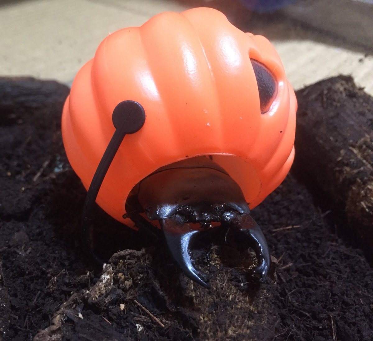 SpikeTheBeetle's tweet photo. please tell my son he is not a hermit crab https://t.co/fHkOg1nqzM