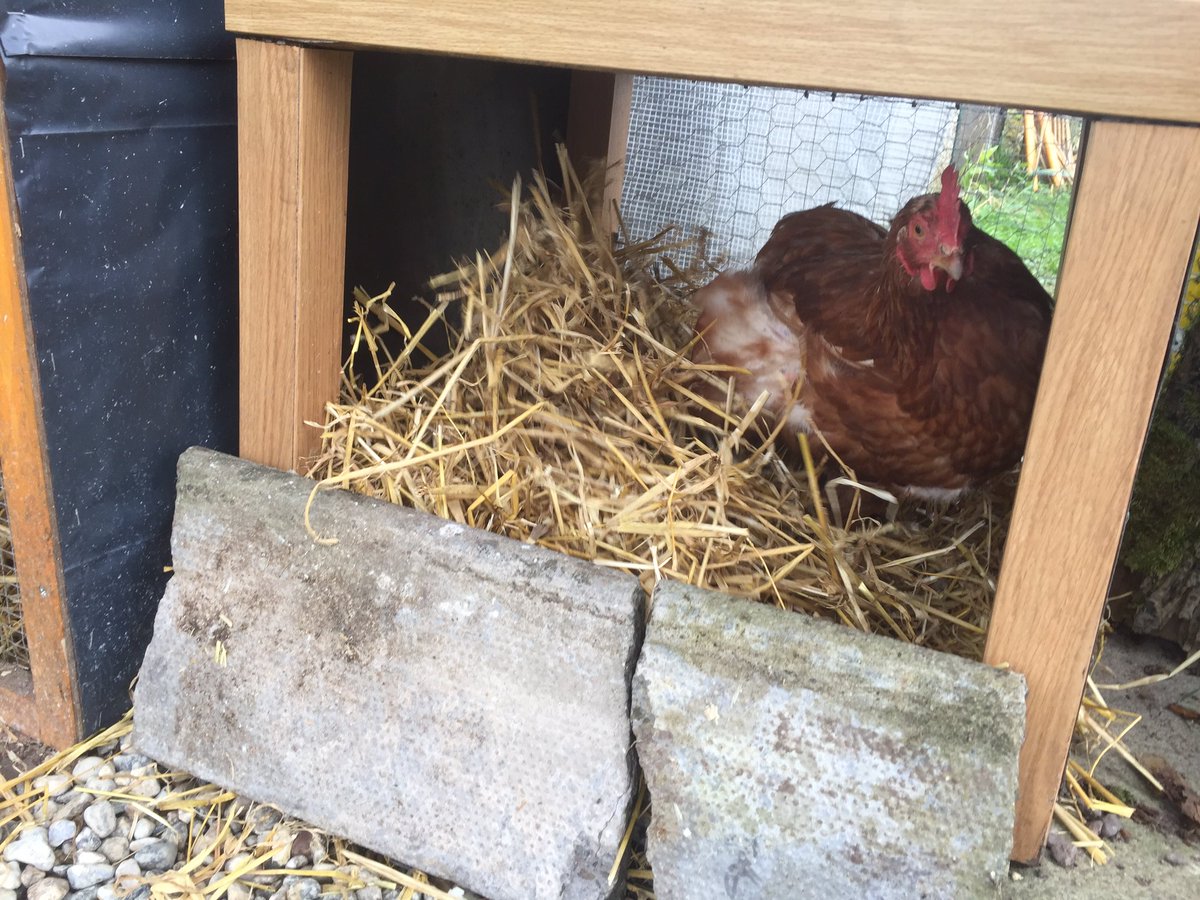 kym_whittet's tweet photo. Spent today doing up the girls run! Recycled old bits and bobs! They love it 😀 need more coverage from elements next 🐓🐓🐓#exbatts #snapchook https://t.co/PoWhCW7moC