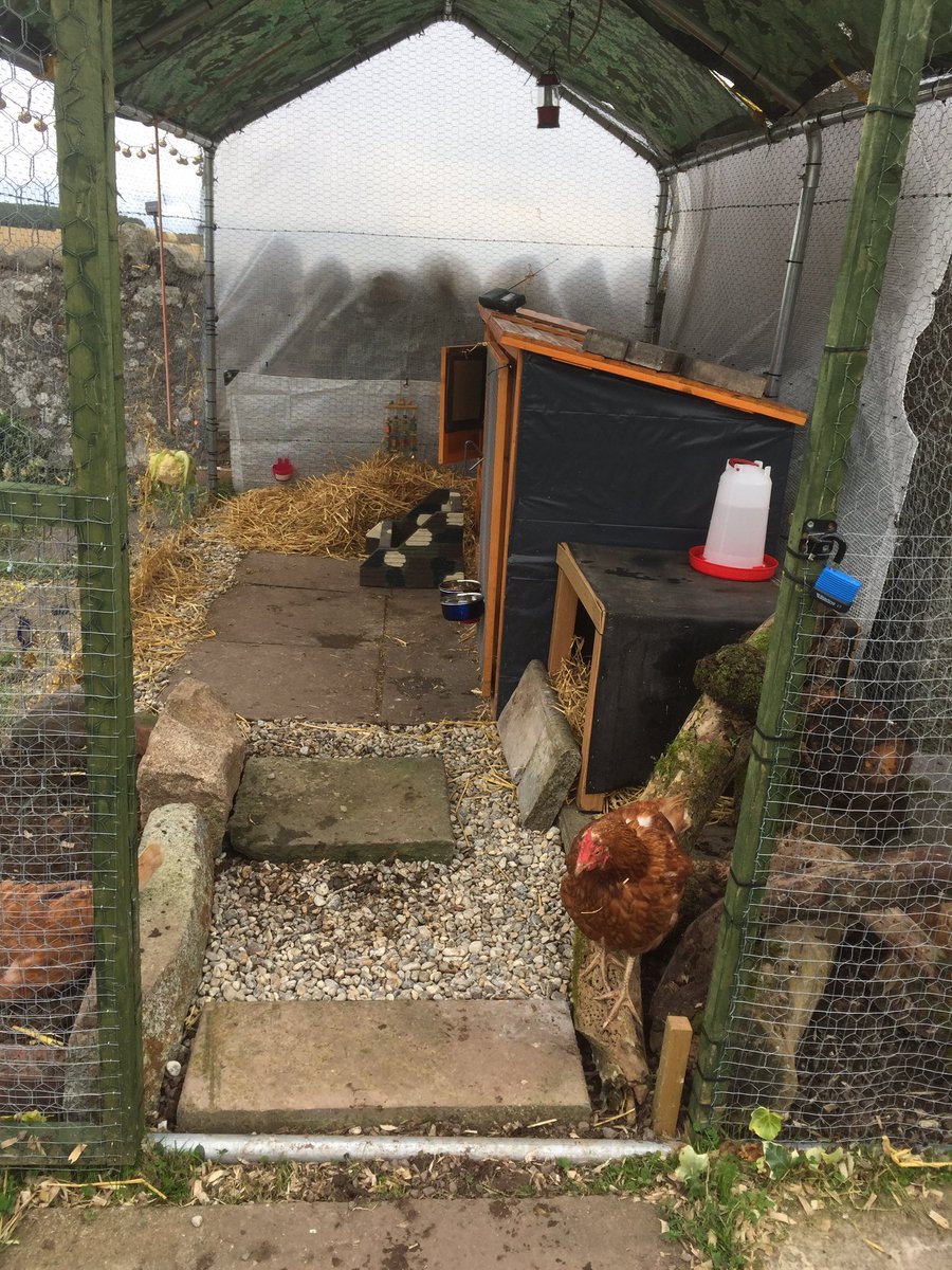 kym_whittet's tweet photo. Spent today doing up the girls run! Recycled old bits and bobs! They love it 😀 need more coverage from elements next 🐓🐓🐓#exbatts #snapchook https://t.co/PoWhCW7moC
