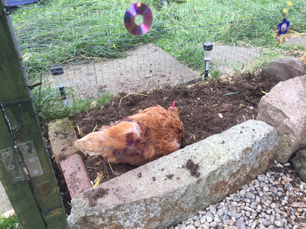 kym_whittet's tweet photo. Spent today doing up the girls run! Recycled old bits and bobs! They love it 😀 need more coverage from elements next 🐓🐓🐓#exbatts #snapchook https://t.co/PoWhCW7moC