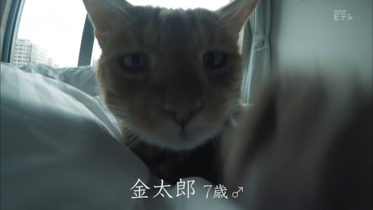 ネコメンタリー もの書く人の かたわらには いつも猫がいた 作家 吉田修一さんと2匹の猫の同居生活 Togetter