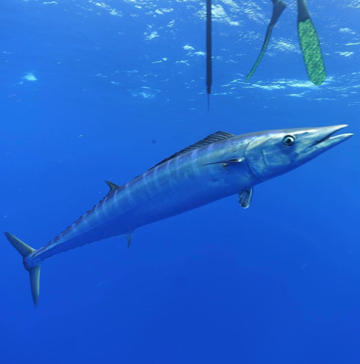 RealSaltLife's tweet image. Spearfishing views with @CamKirkconnell

#WayOfTheWaterman