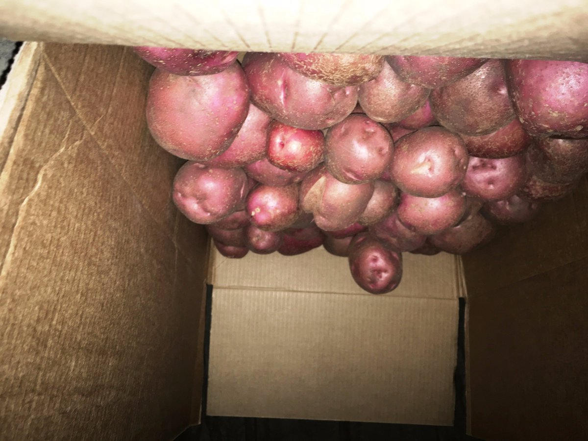 umnfoodsafety's tweet photo. #Potatoes cured at 50-60°F or 14 days before storage can keep for 6 months  Keep away from light. https://t.co/Ubf9Df9pi0 #gardening https://t.co/Gl5qrkVuLc