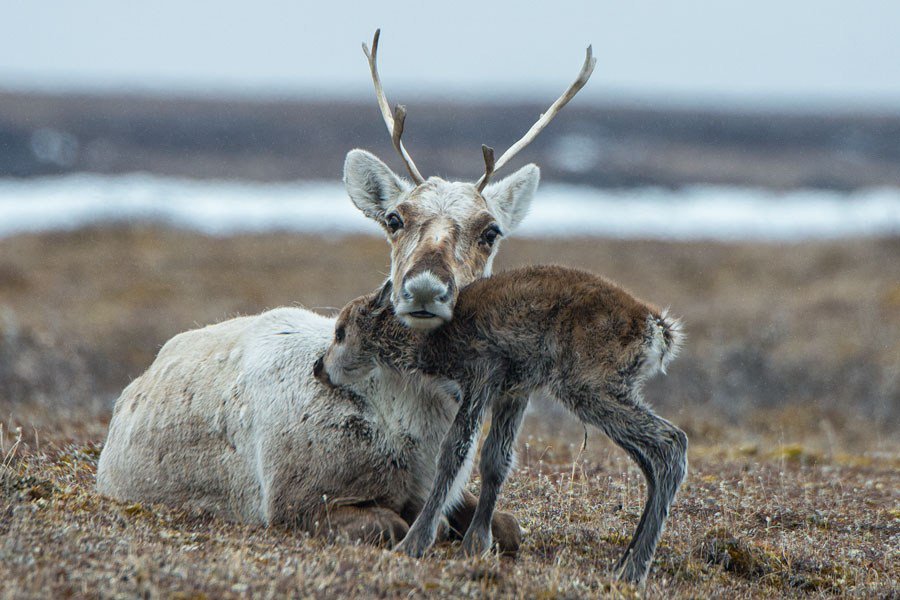 efjournal's tweet photo. In Defense of the Arctic Refuge, in Defense of Life https://t.co/E5MpBnOJGn https://t.co/mQprHosevl