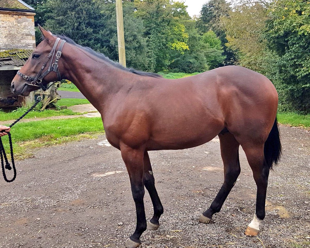 TitaniumRacing_'s tweet photo. Lots of interest in our yearlings DM to get involved shares from Β£50pm #TitaniumRacing https://t.co/P53xQ0CkGR