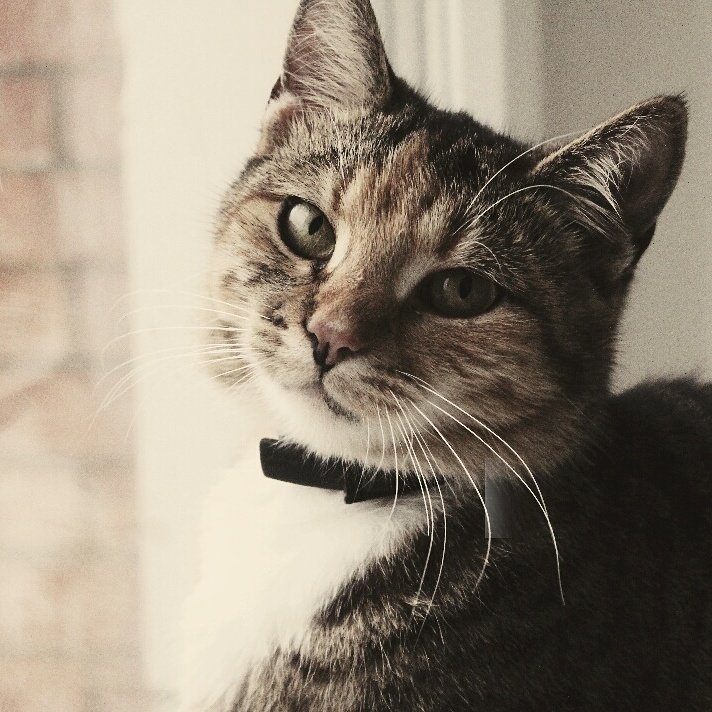_rebellionnn's tweet photo. My girl 💕

#cat #love https://t.co/Uz1kfoqJ92