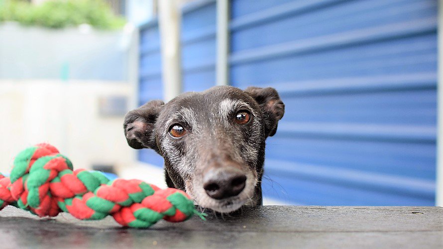 Our cuddlebug Nellie has been waiting 105 days for a home. 💓

Could you help her luck change? bit.ly/2xNb5ep

#MondayMotivation