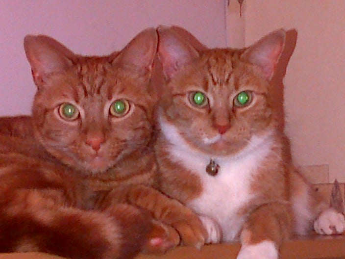 KernelKat's tweet image. Congrats to JR and Tara - our 'cats of the week' and what fabulous cover stars they are! #CatsOfTwitter #cats #MondayMotivation #pets