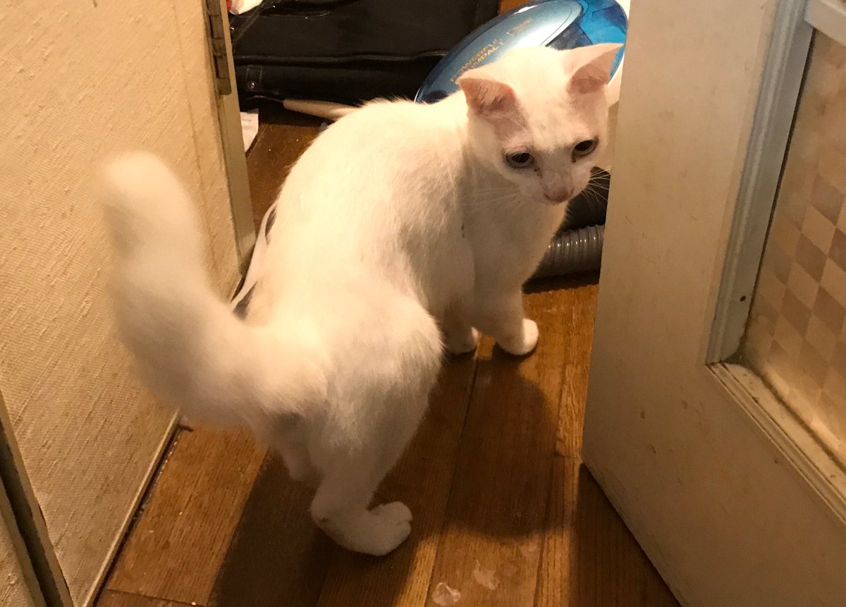 ねこかます 帰ってきた ボロボロと泣いてしまった それを見てドン引きする麿白先生 お騒がせしましたm M そして みなさまあたたかい言葉をありがとうございます