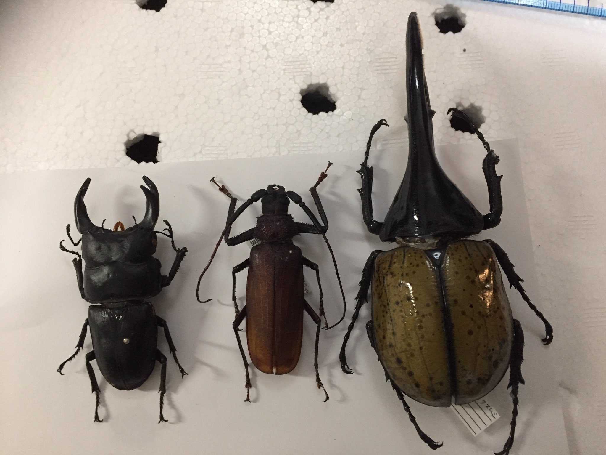 123mm】スジバネトゲフチオオウスバカミキリ ブルウスバカミキリ 蟲