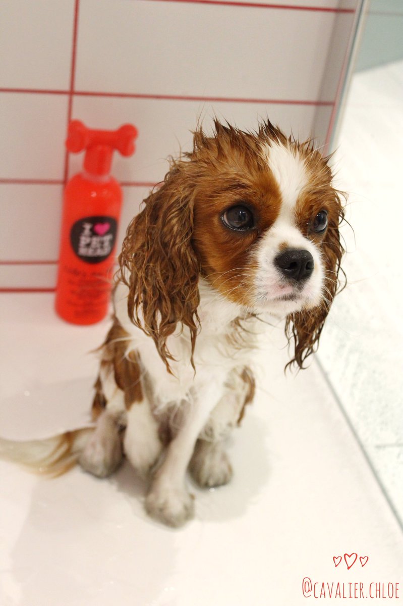 Looking so adorable is a full time job!