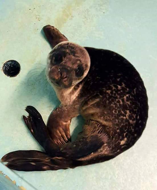 SeaLifeOban's tweet photo. Happy to announce that Dumbo the seal pup will be released into the wild on Fri 6th of Oct, please pop in &amp; say bye to him before he goes! https://t.co/px2zNlYFRo